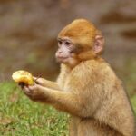 Barbary apes